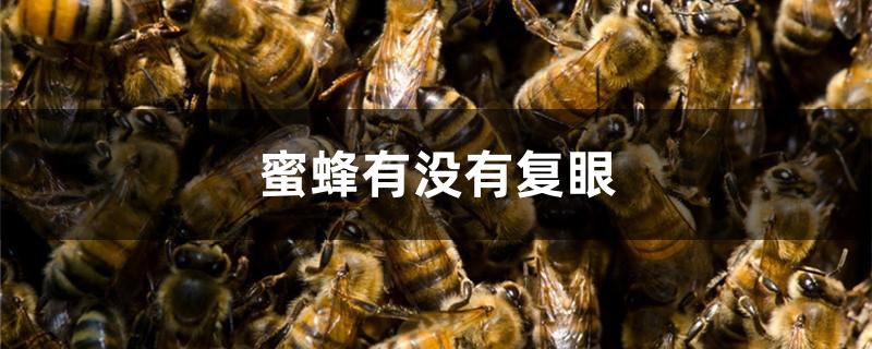 蜜蜂有没有复眼