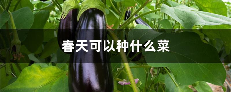 春天可以种什么菜