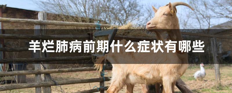 羊烂肺病前期什么症状有哪些