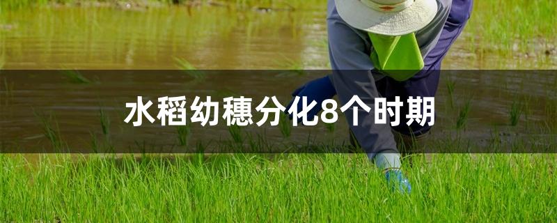 水稻幼穗分化8个时期