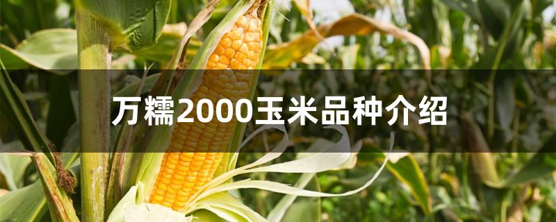 万糯2000玉米品种介绍