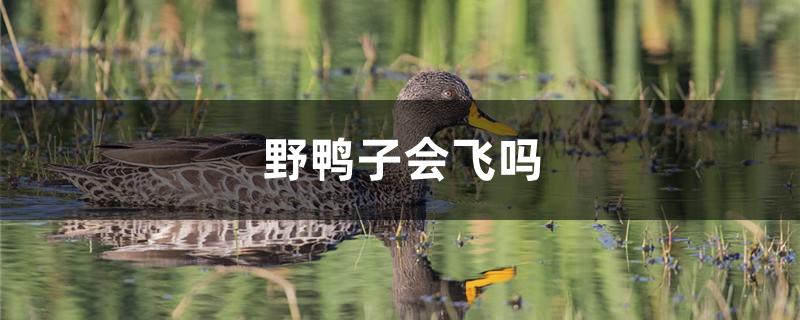 野鸭子会飞吗