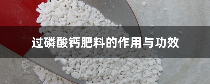 过磷酸钙肥料的作用与功效