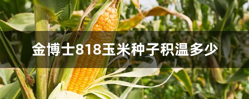 金博士818玉米种子积温多少