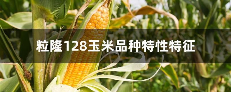 粒隆128玉米品种特性特征