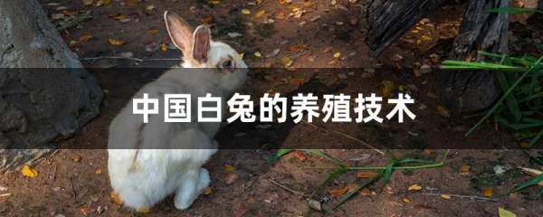 中国白兔的养殖技术