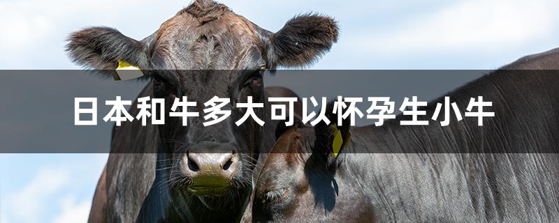 日本和牛多大可以怀孕生小牛