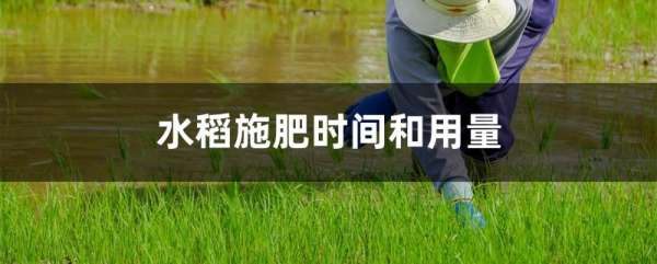 水稻施肥时间和用量