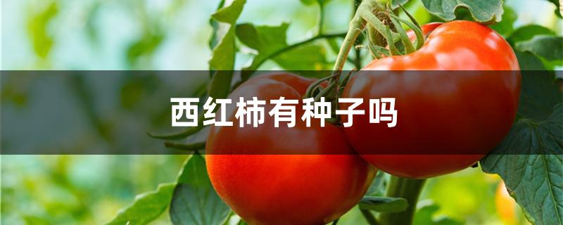 西红柿有种子吗