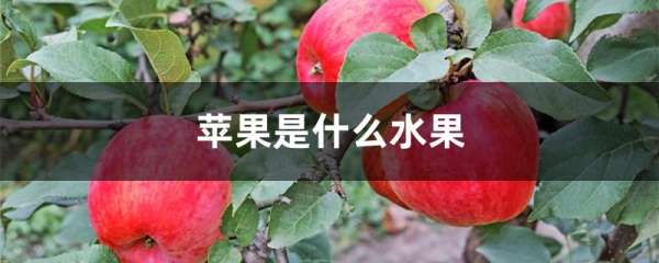 苹果是什么水果