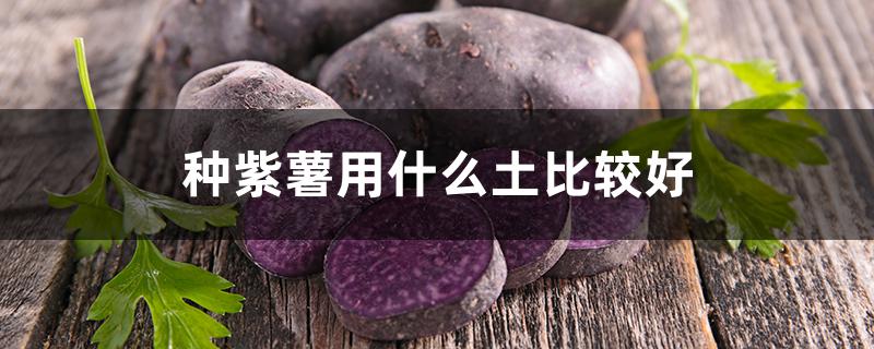 种紫薯用什么土比较好