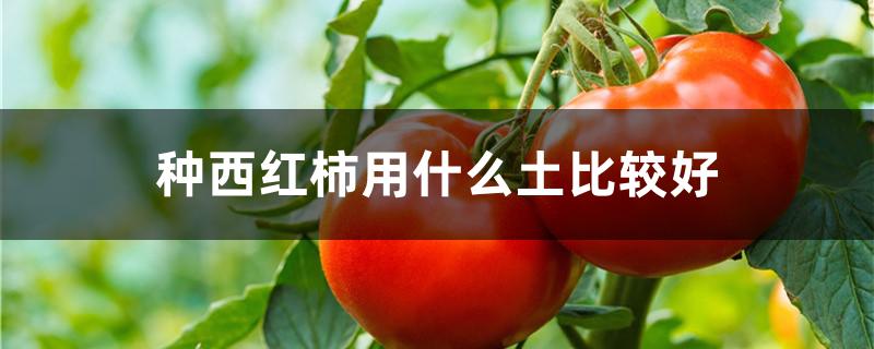 种西红柿用什么土比较好