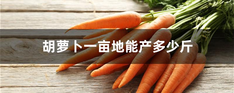 胡萝卜一亩地能产多少斤