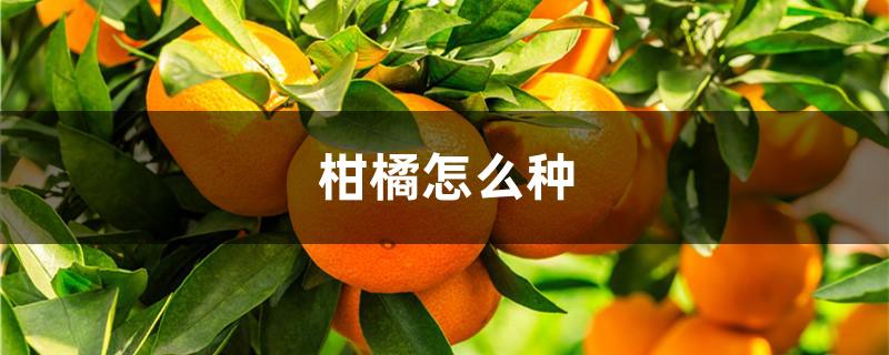 柑橘怎么种