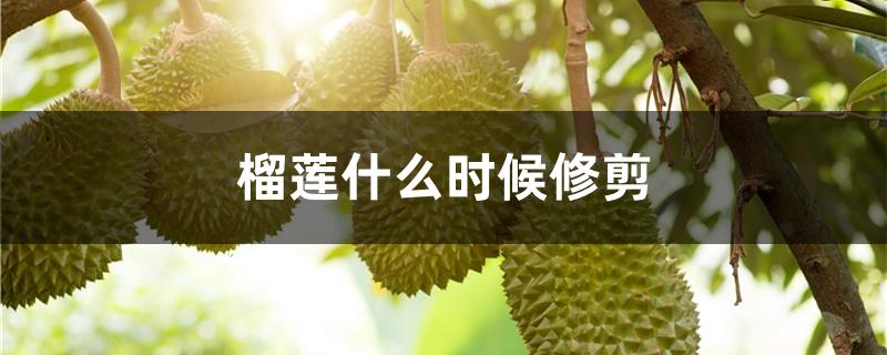 榴莲什么时候修剪