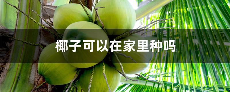 椰子可以在家里种吗