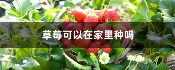 草莓可以在家里种吗