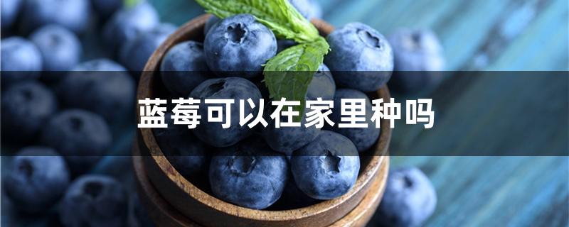 蓝莓可以在家里种吗