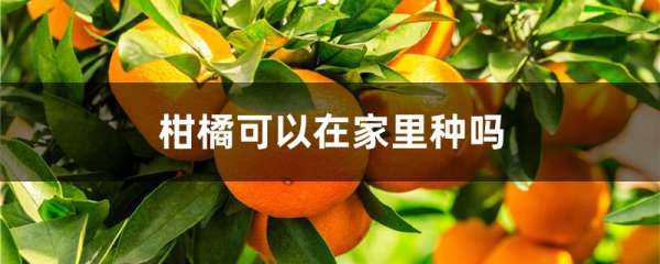 柑橘可以在家里种吗