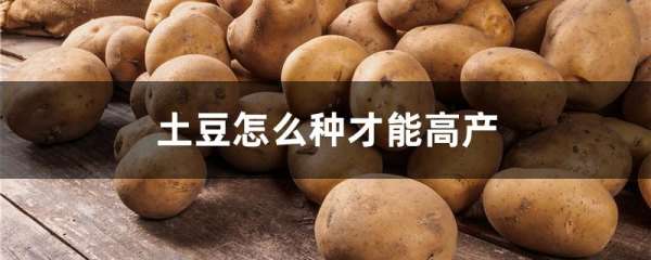 土豆怎么种才能高产