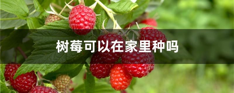 树莓可以在家里种吗