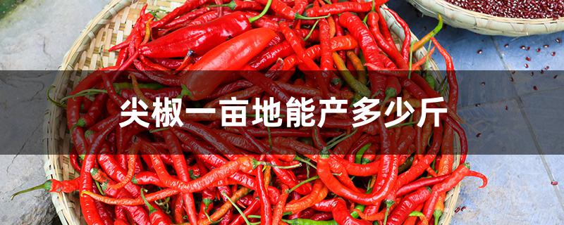 尖椒一亩地能产多少斤