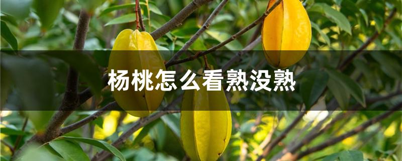 杨桃怎么看熟没熟