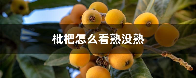 枇杷怎么看熟没熟