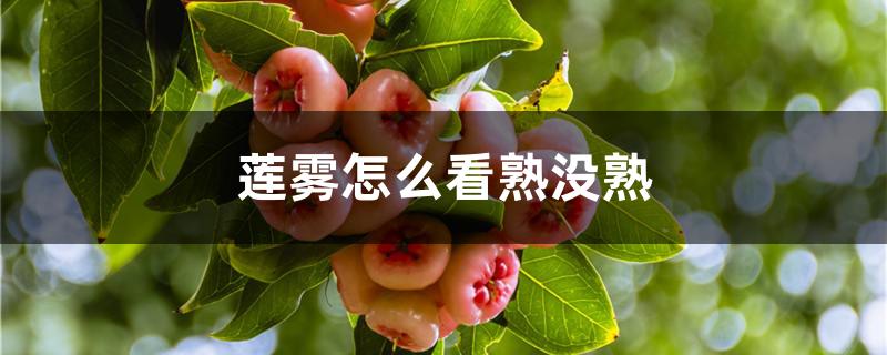 莲雾怎么看熟没熟
