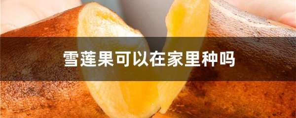 雪莲果可以在家里种吗
