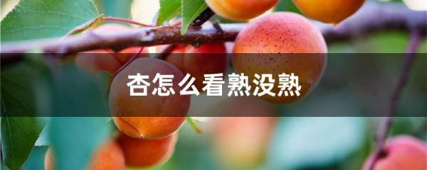 杏怎么看熟没熟