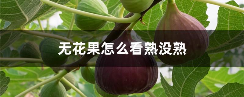 无花果怎么看熟没熟