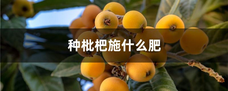 种枇杷施什么肥