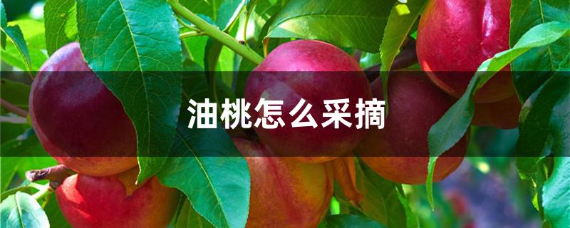 油桃怎么采摘