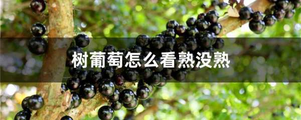 树葡萄怎么看熟没熟