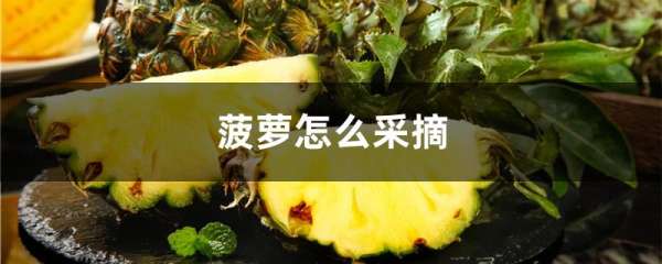 菠萝怎么采摘