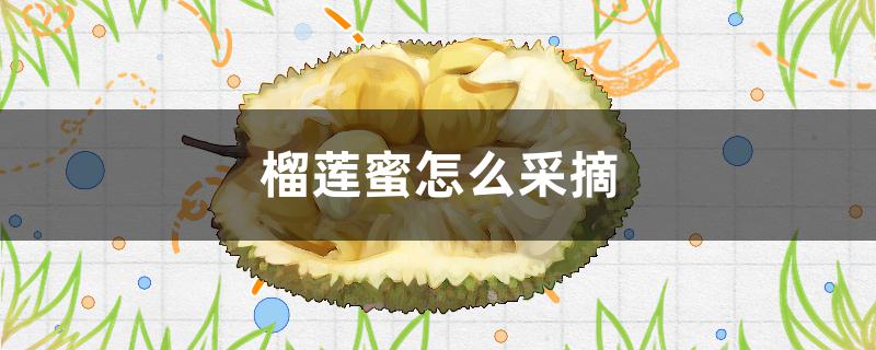 榴莲蜜怎么采摘