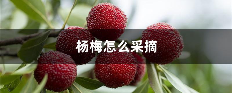 杨梅怎么采摘
