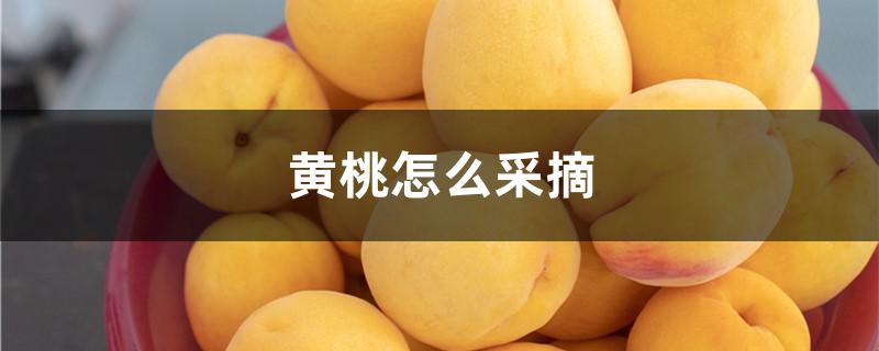 黄桃怎么采摘