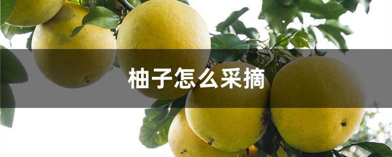 柚子怎么采摘