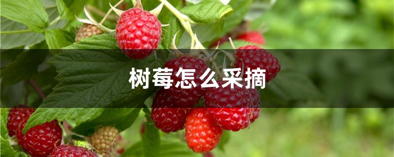 树莓怎么采摘