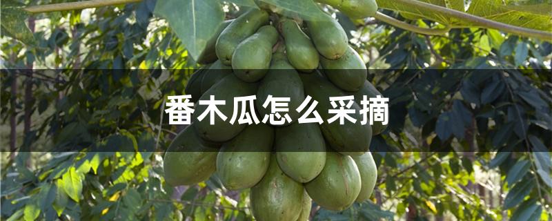 番木瓜怎么采摘