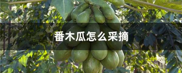 番木瓜怎么采摘