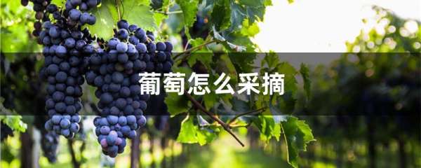 葡萄怎么采摘
