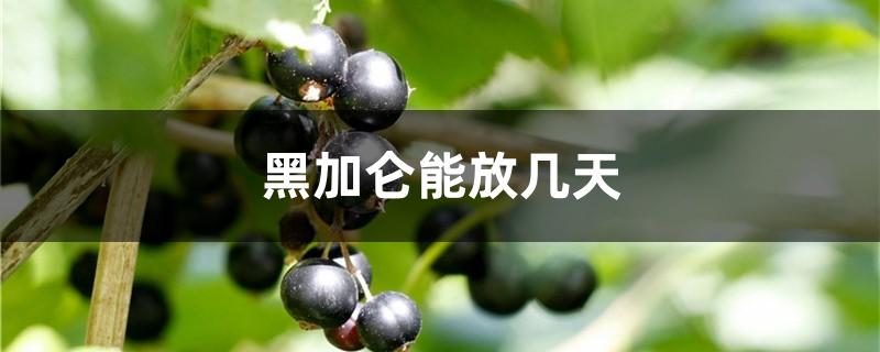 黑加仑能放几天