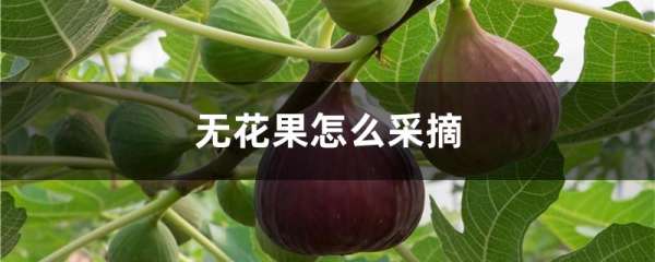 无花果怎么采摘