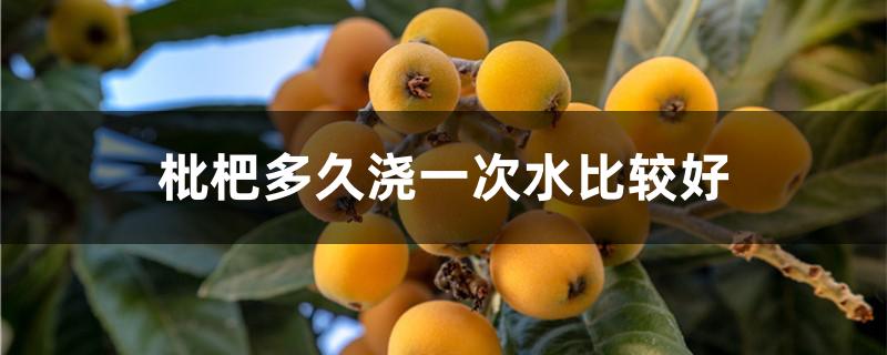 枇杷多久浇一次水比较好