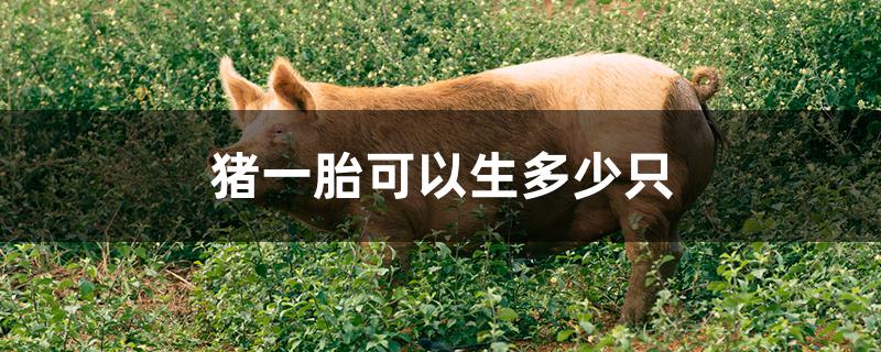 猪一胎可以生多少只