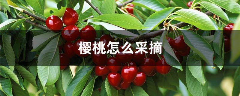 樱桃怎么采摘