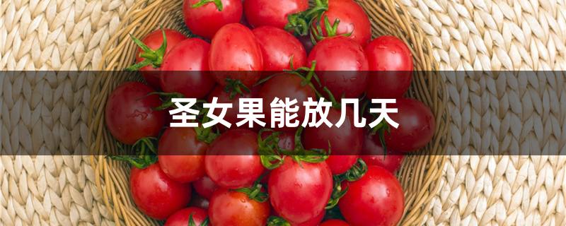 圣女果能放几天